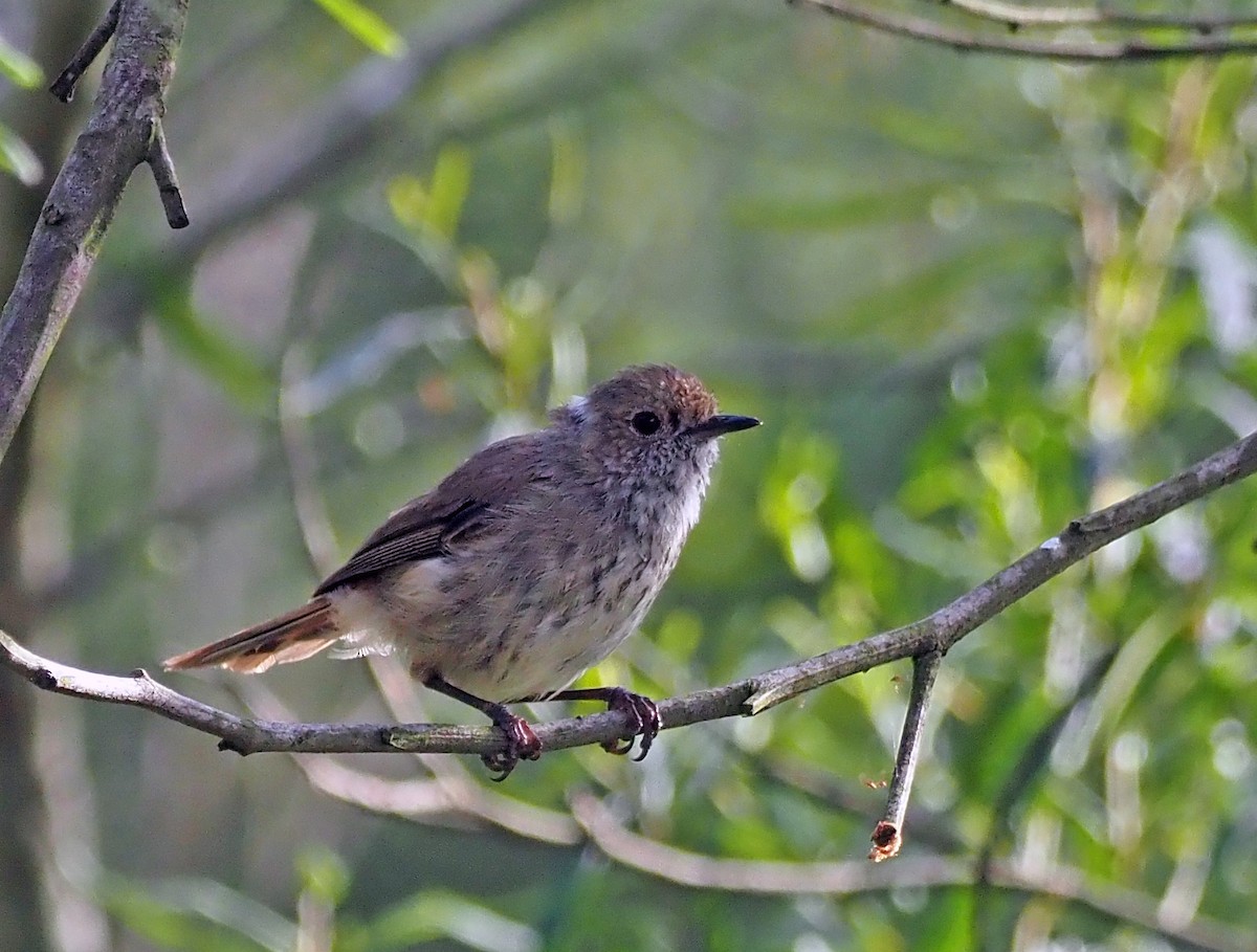 Brown Thornbill - ML611618975