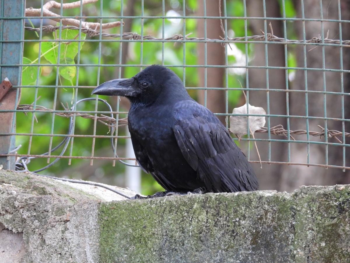 Large-billed Crow - Daan Joosen