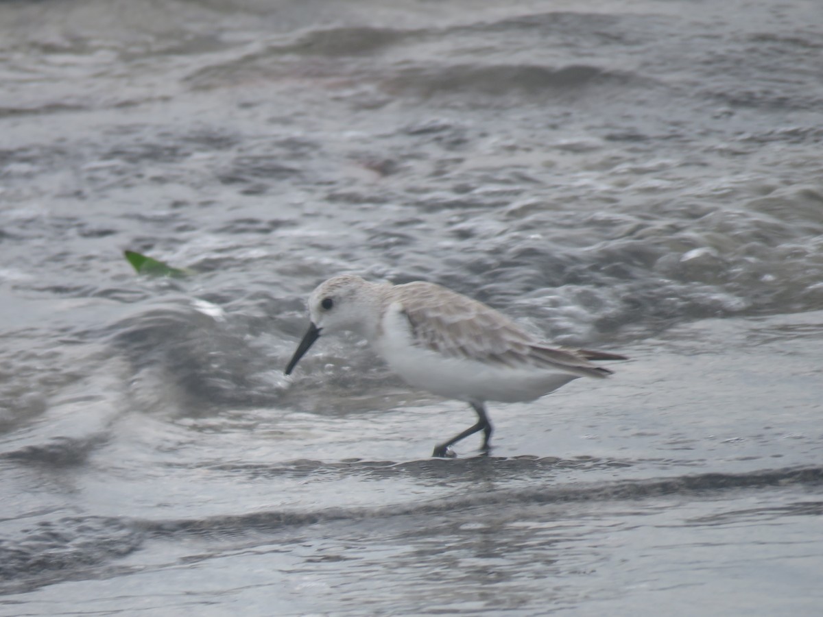 Sanderling - ML611619123