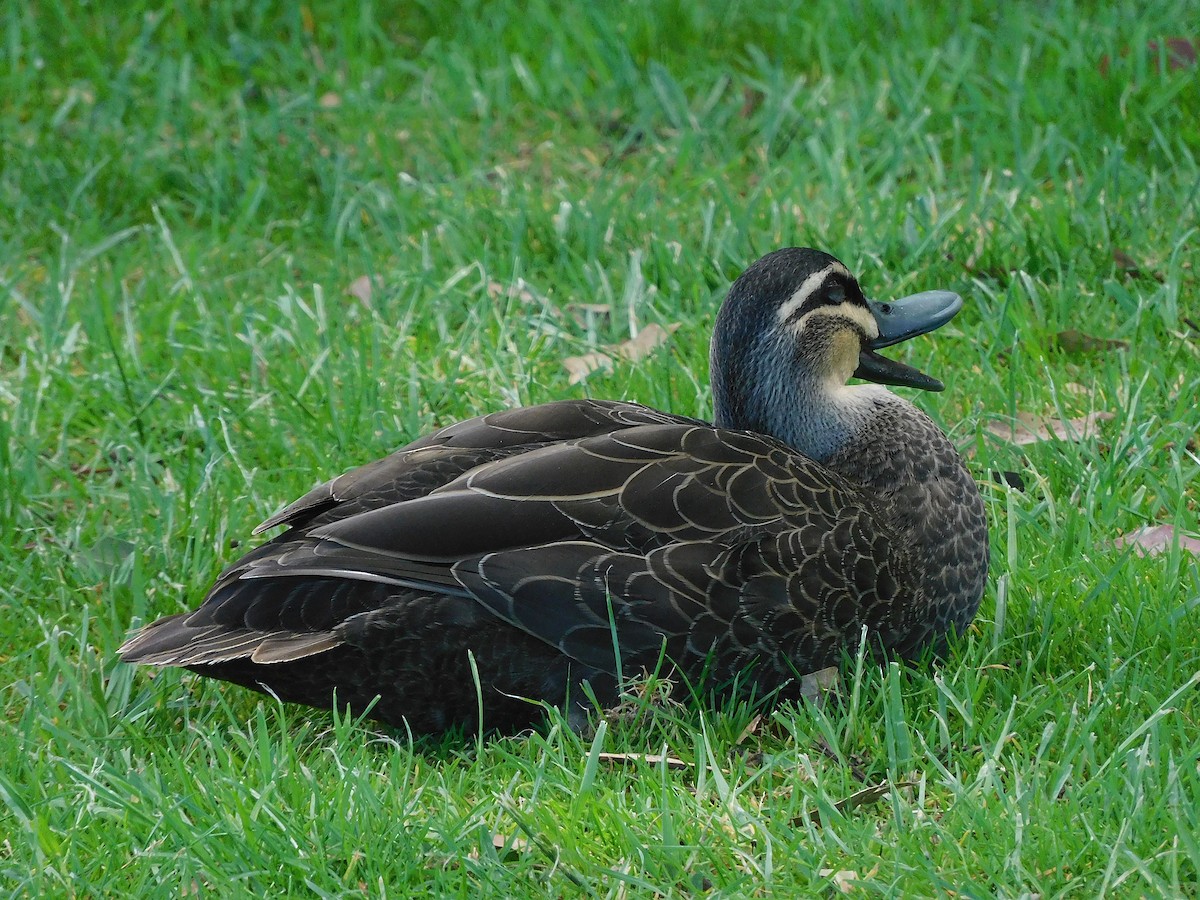 Pacific Black Duck - ML611619308