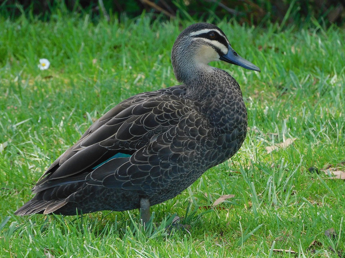 Canard à sourcils - ML611619309