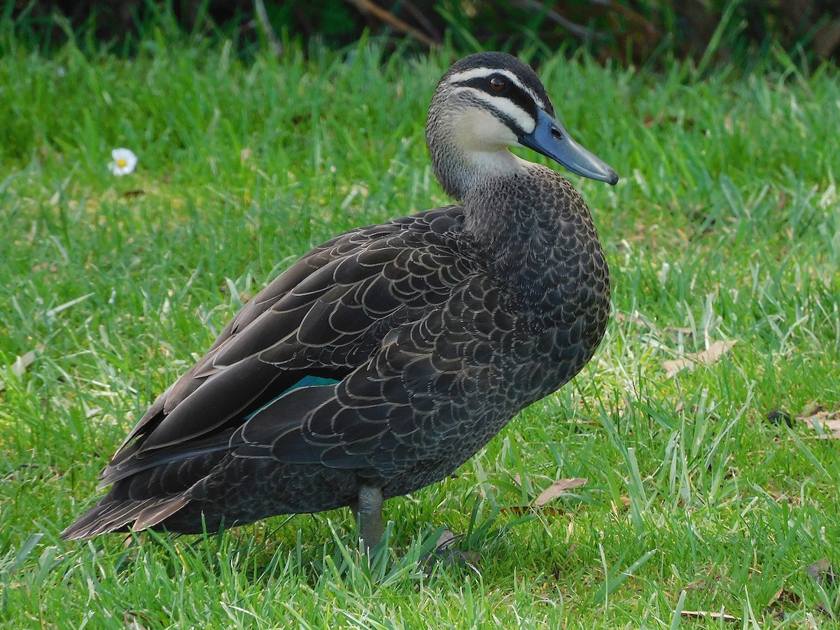 Pacific Black Duck - ML611619336