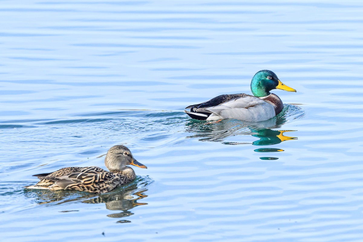 Canard colvert - ML611619343