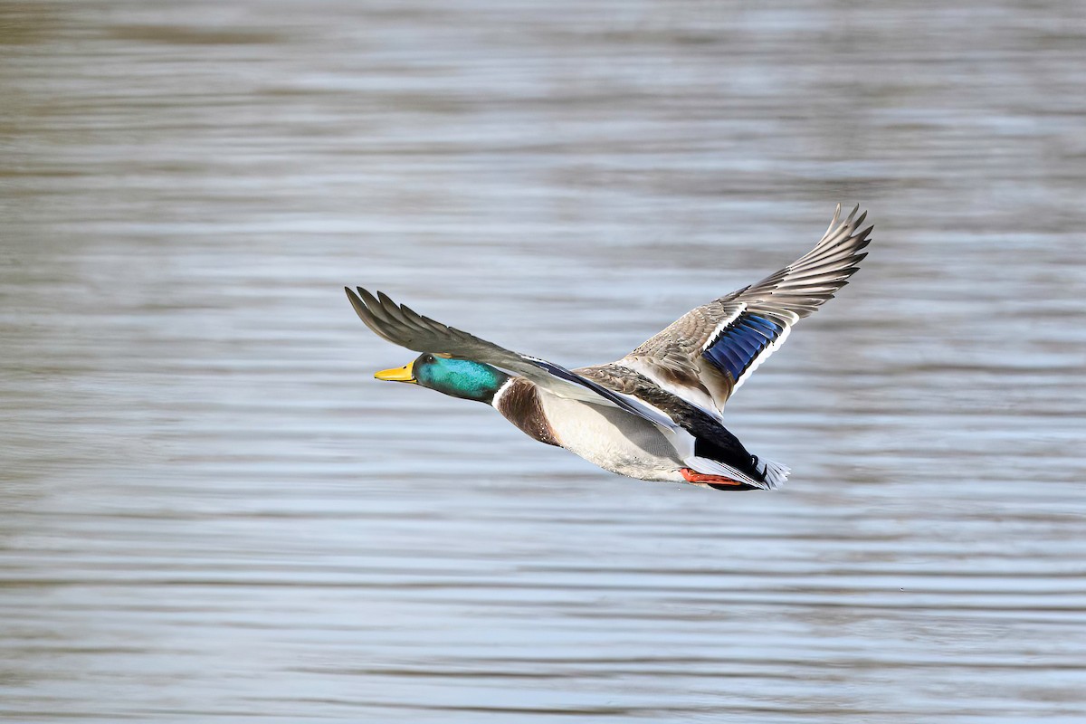 Mallard - ML611619348