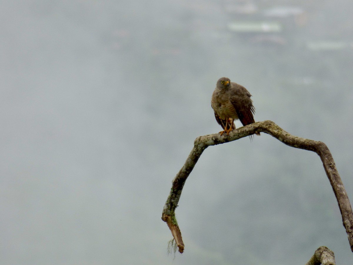 Roadside Hawk - ML611619360