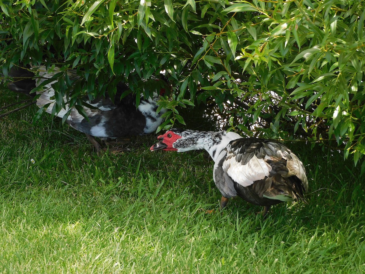 Muscovy Duck (Domestic type) - George Vaughan