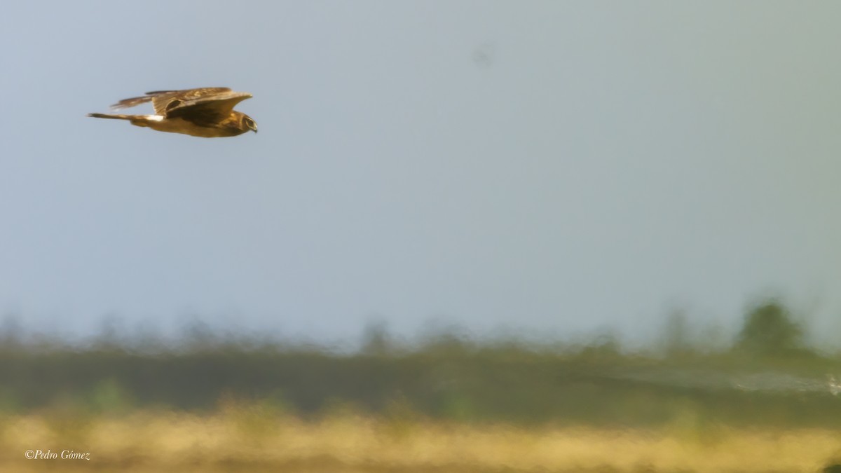 Northern Harrier - ML611619366