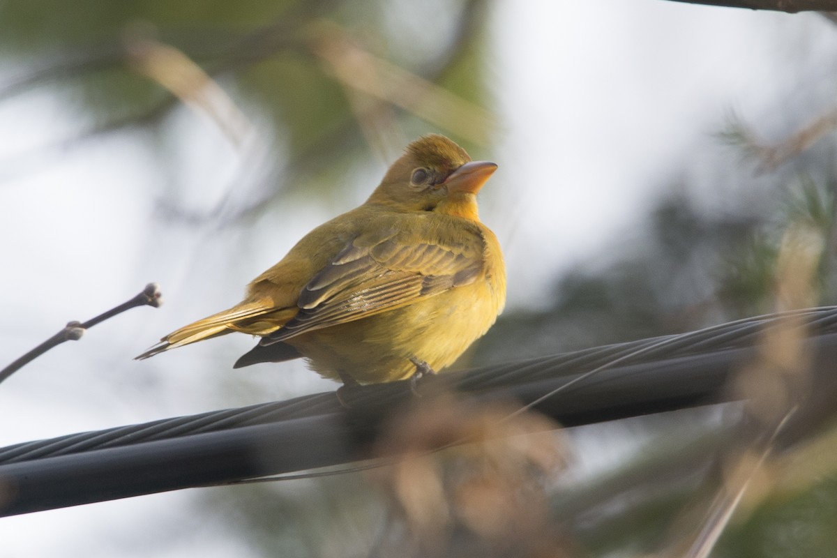 Summer Tanager - ML611619368