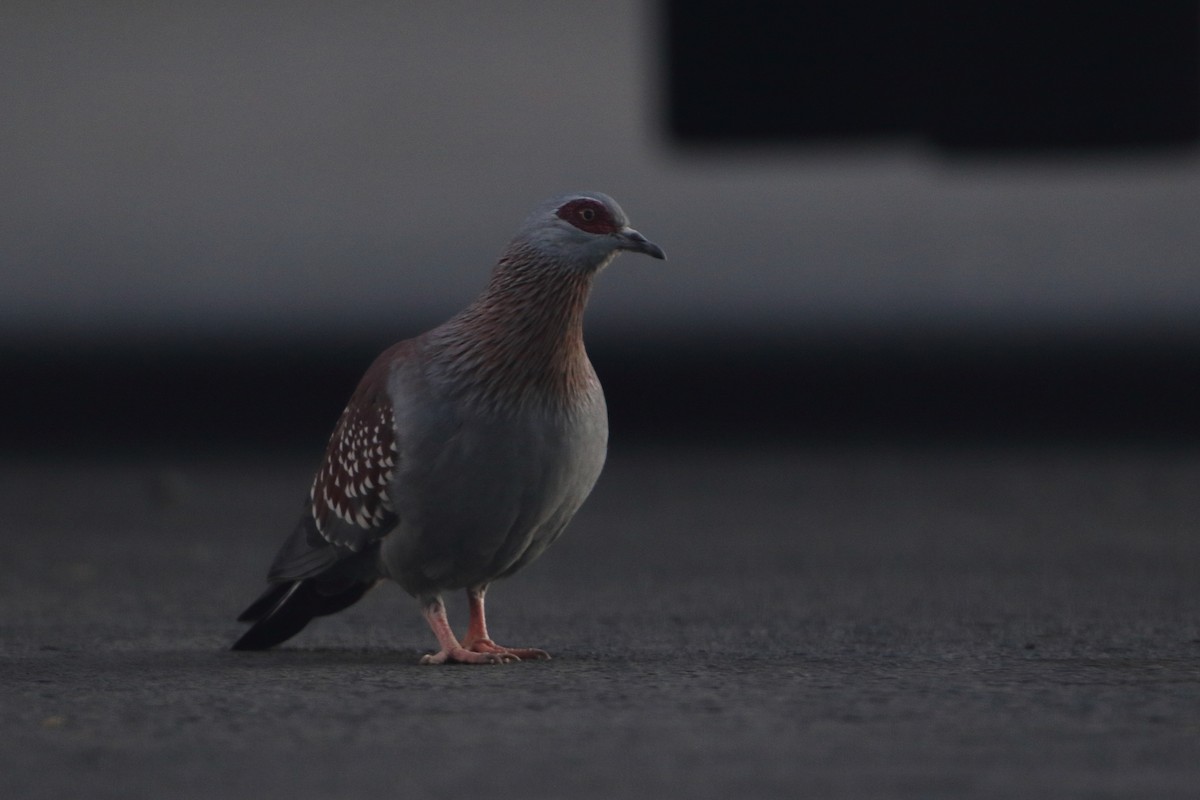 Speckled Pigeon - ML611619379