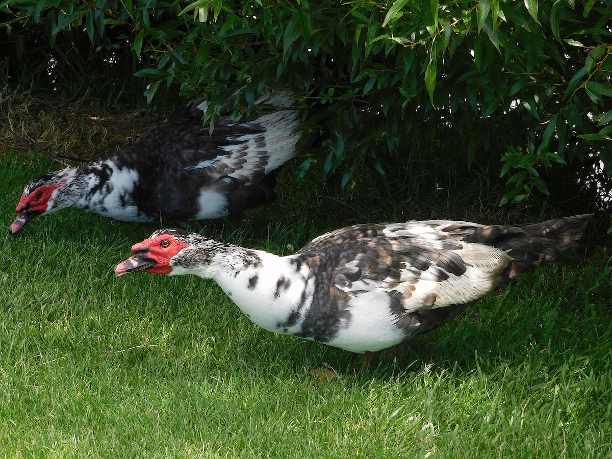 Muscovy Duck (Domestic type) - ML611619386