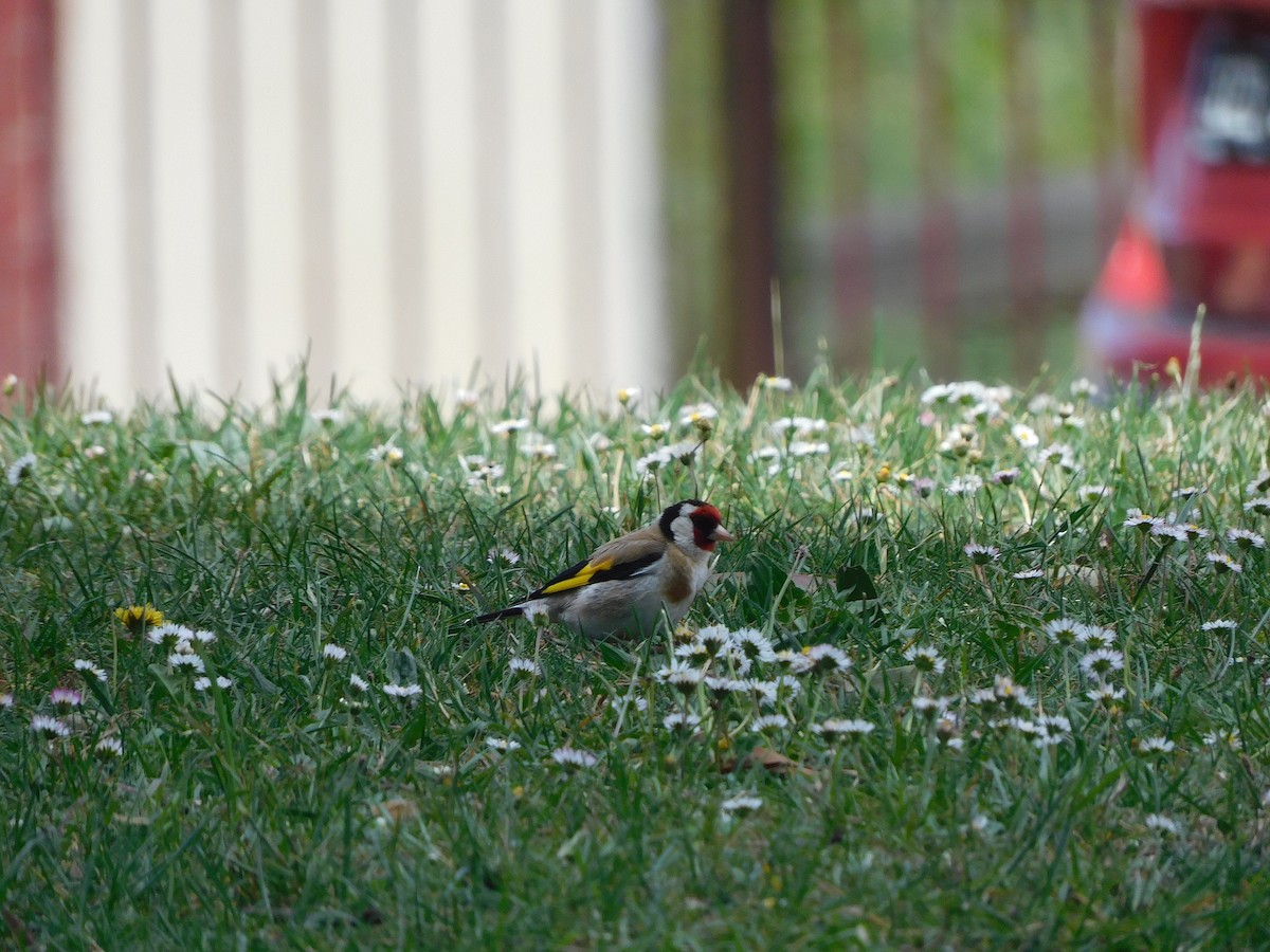 European Goldfinch - ML611619388