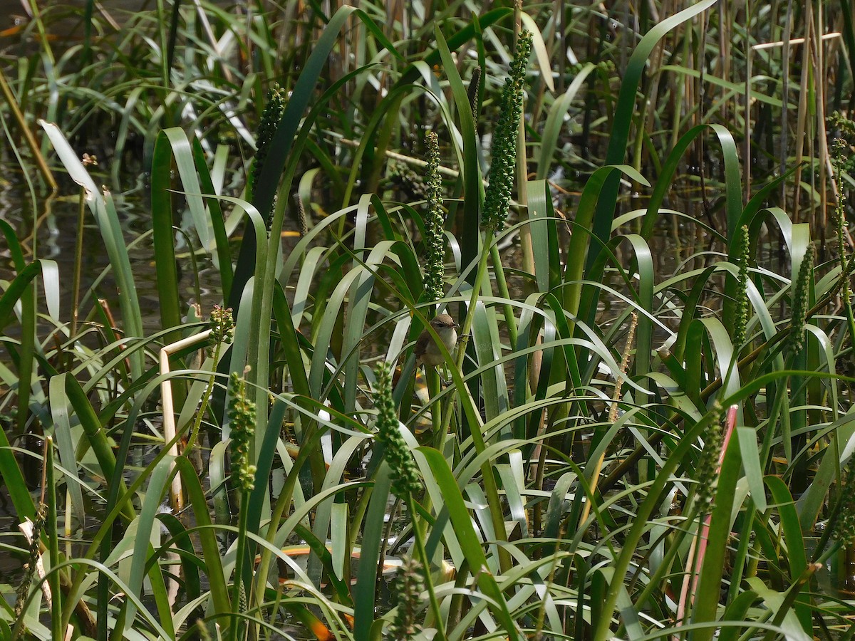 Australian Reed Warbler - ML611619401