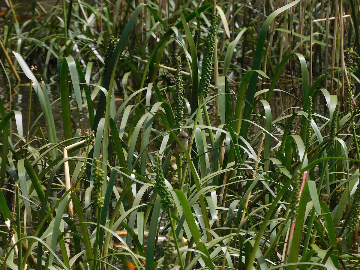 Australian Reed Warbler - ML611619407