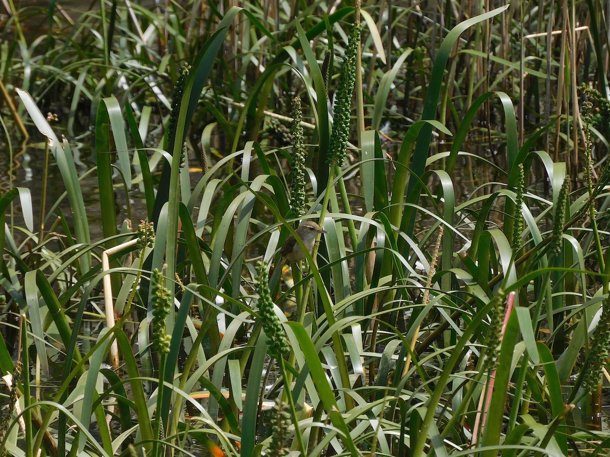 Australian Reed Warbler - ML611619410