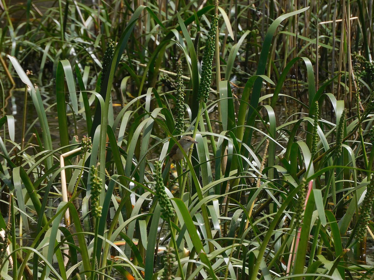 Australian Reed Warbler - ML611619417