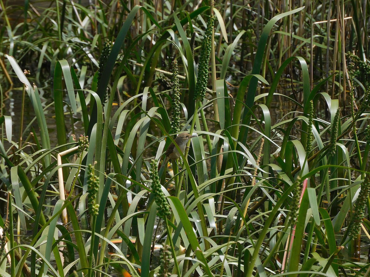 Australian Reed Warbler - ML611619430