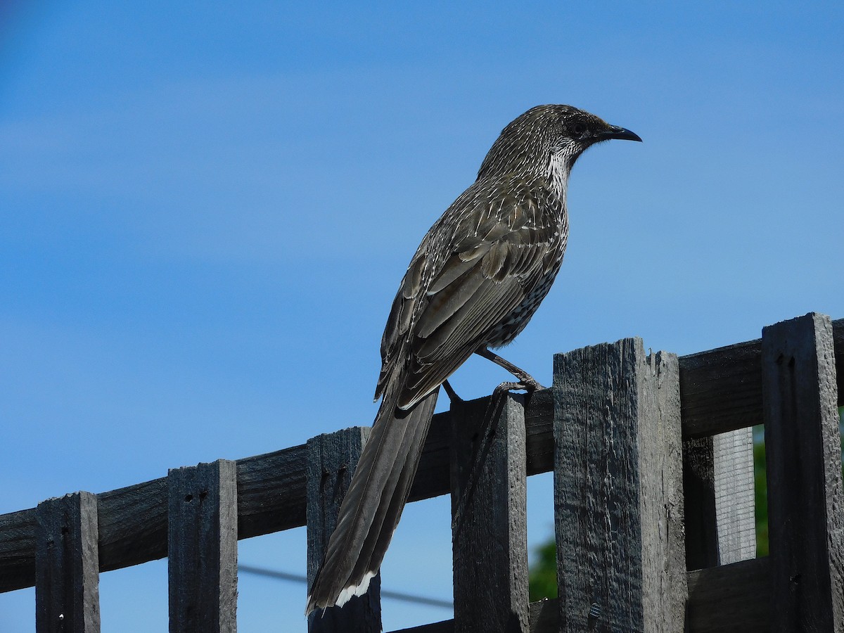 Little Wattlebird - George Vaughan