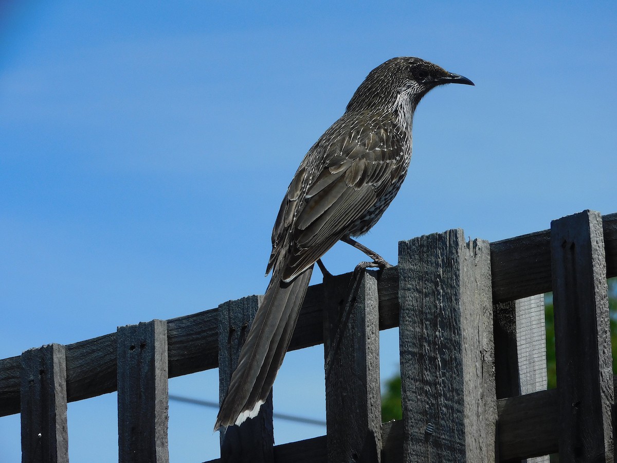 Little Wattlebird - George Vaughan