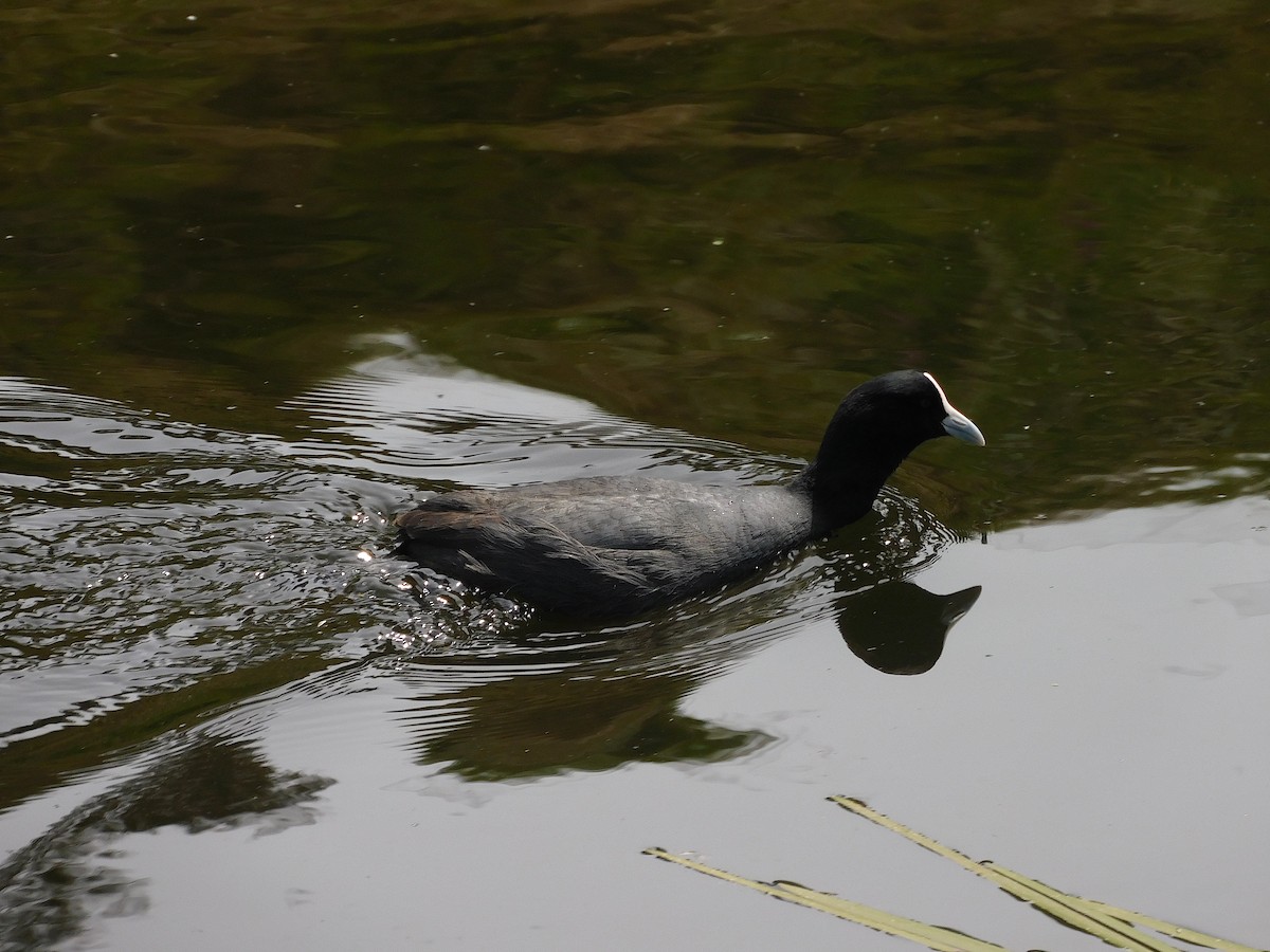 Eurasian Coot - ML611619495