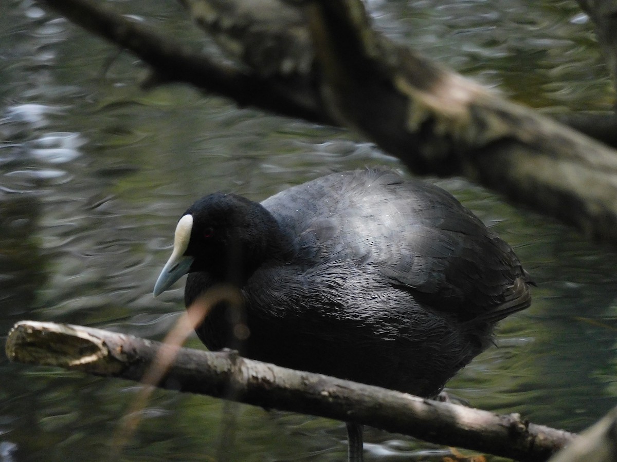 Eurasian Coot - ML611619501