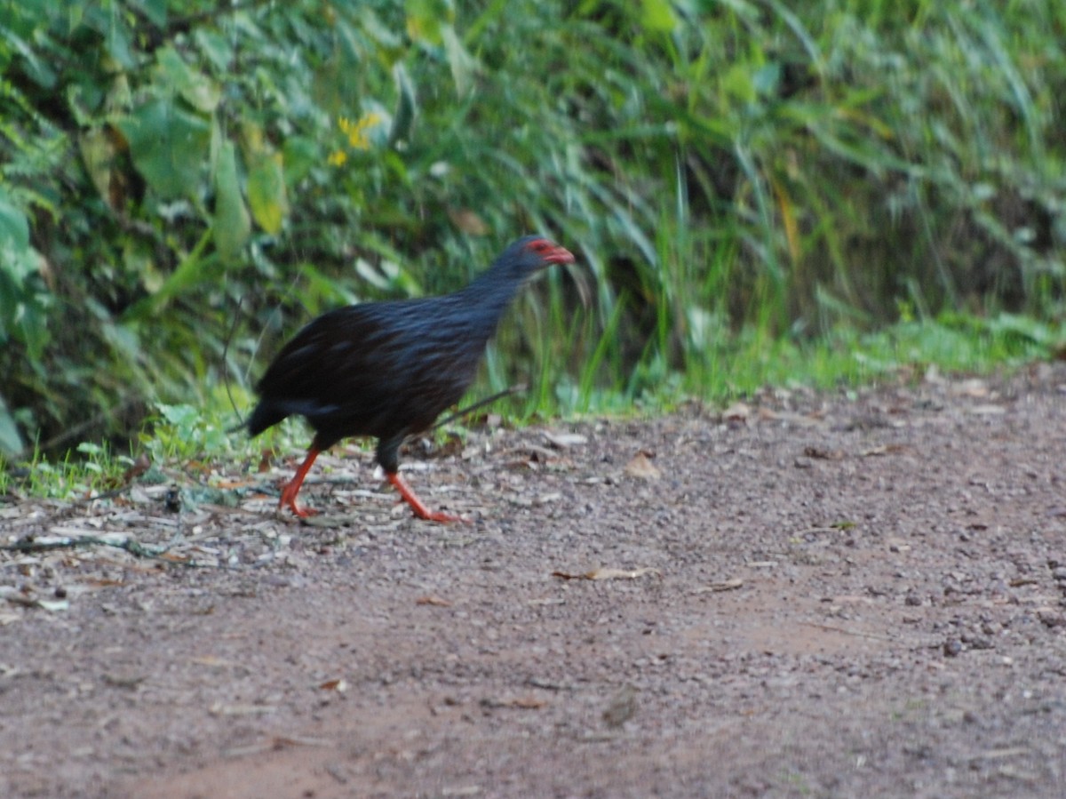 Francolin noble - ML611619574