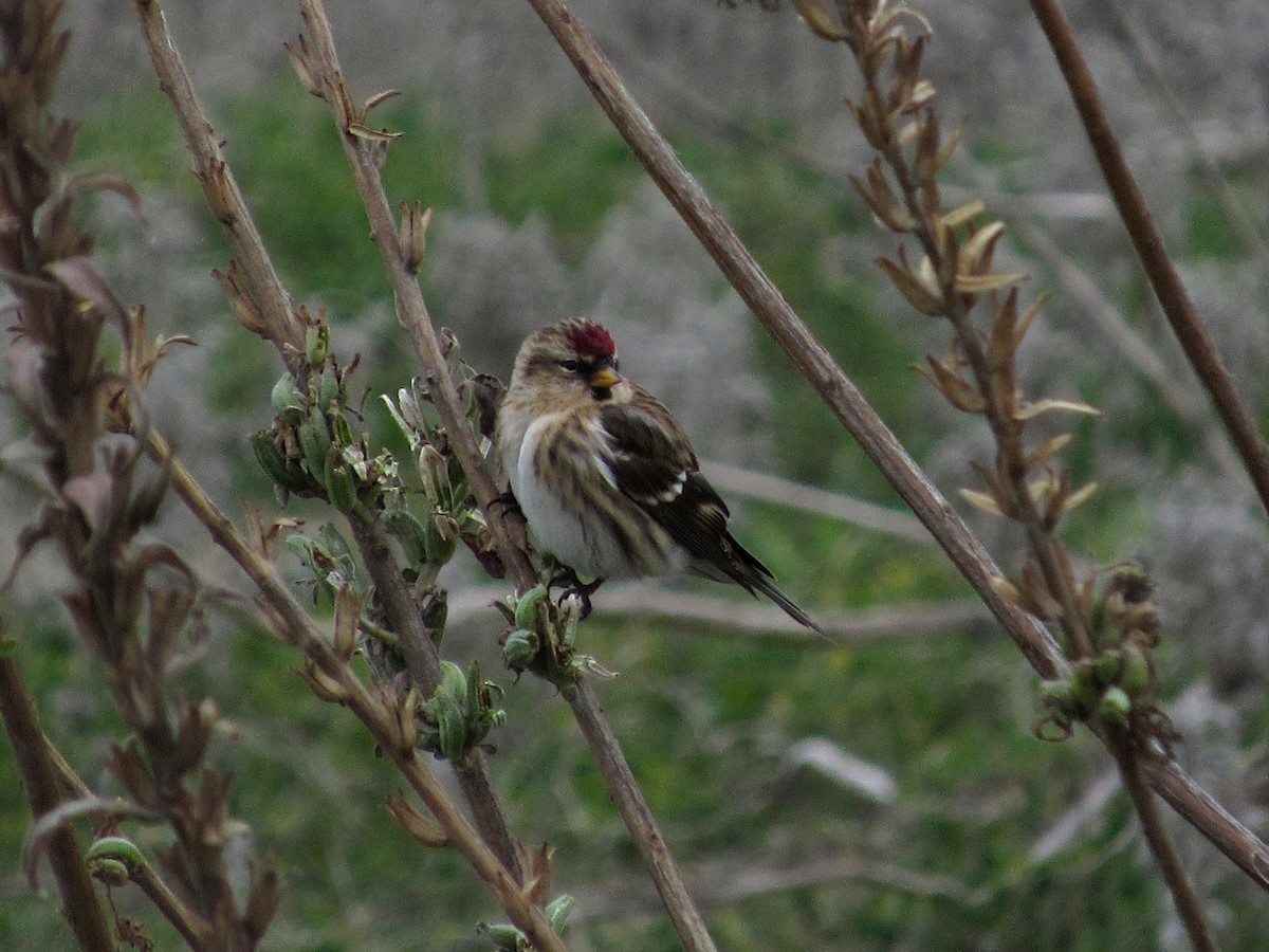 Lesser Redpoll - ML611619612