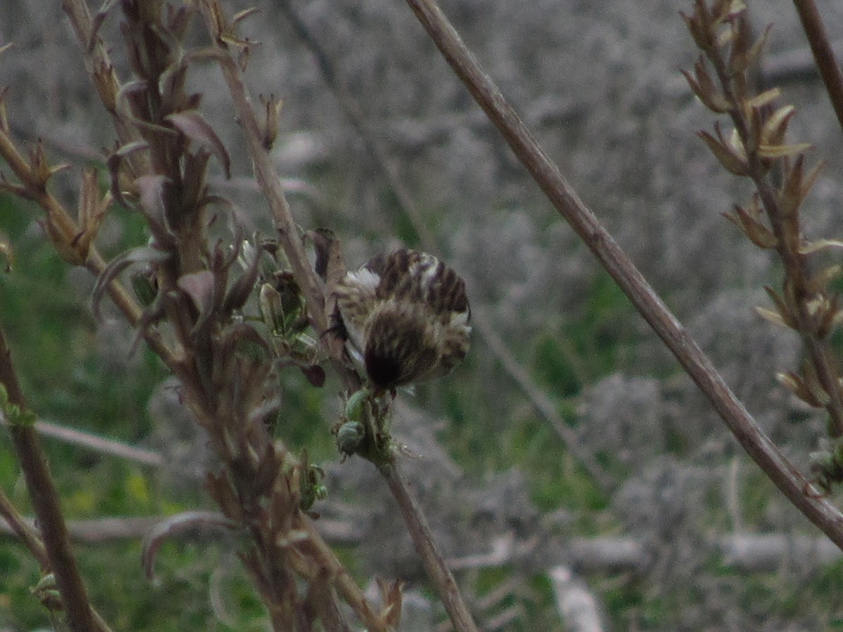 Lesser Redpoll - ML611619613