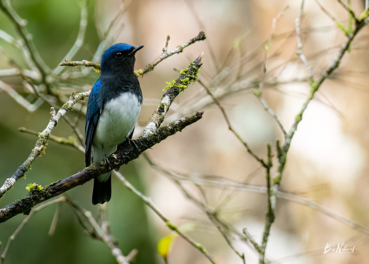 Blue-and-white Flycatcher - ML611619634