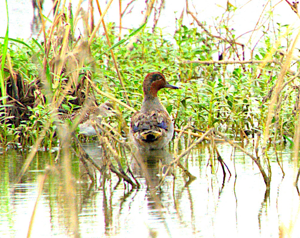 Green-winged Teal - ML611619660