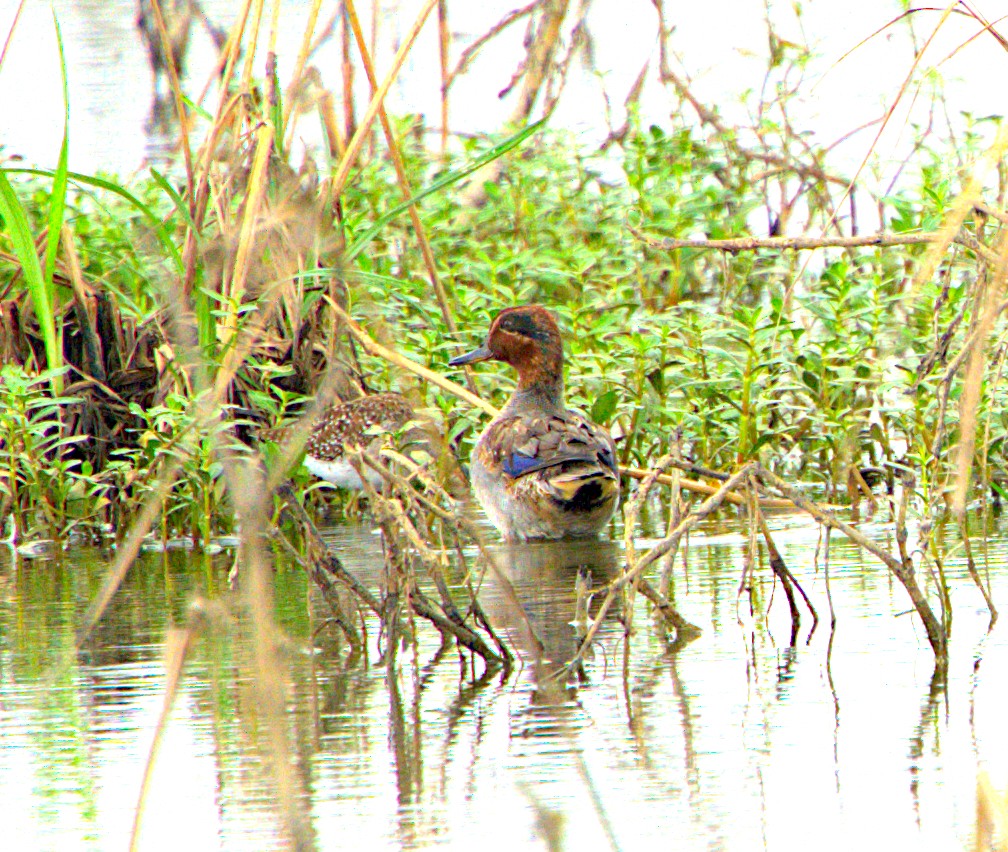 Green-winged Teal - ML611619661