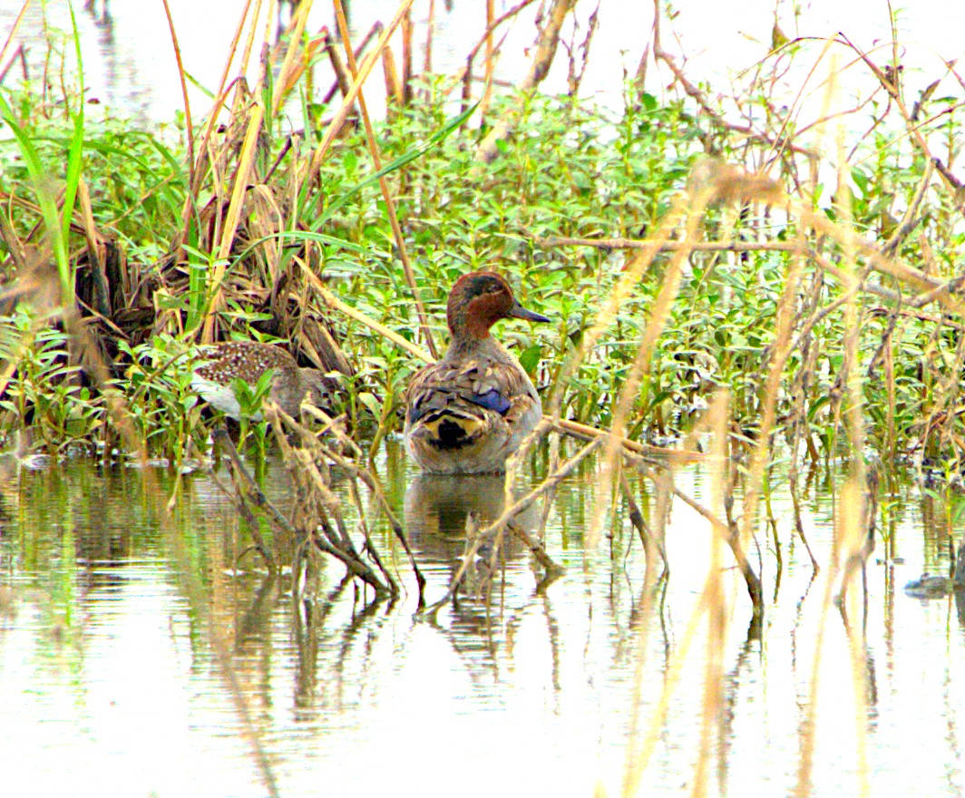 Green-winged Teal - ML611619662