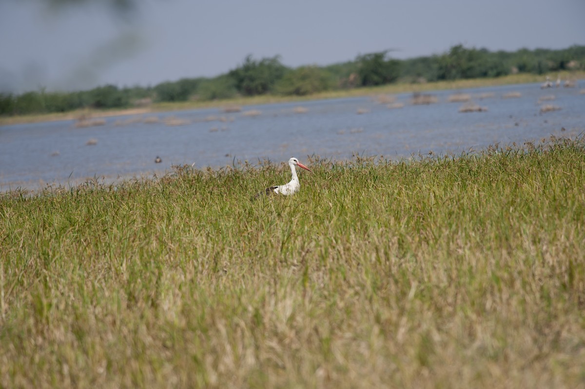 Cigogne blanche - ML611619745