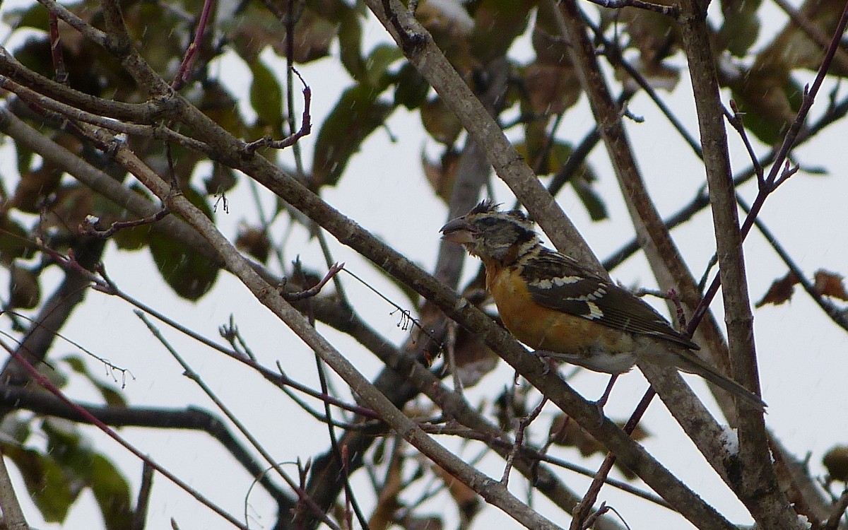 Black-headed Grosbeak - ML611619899