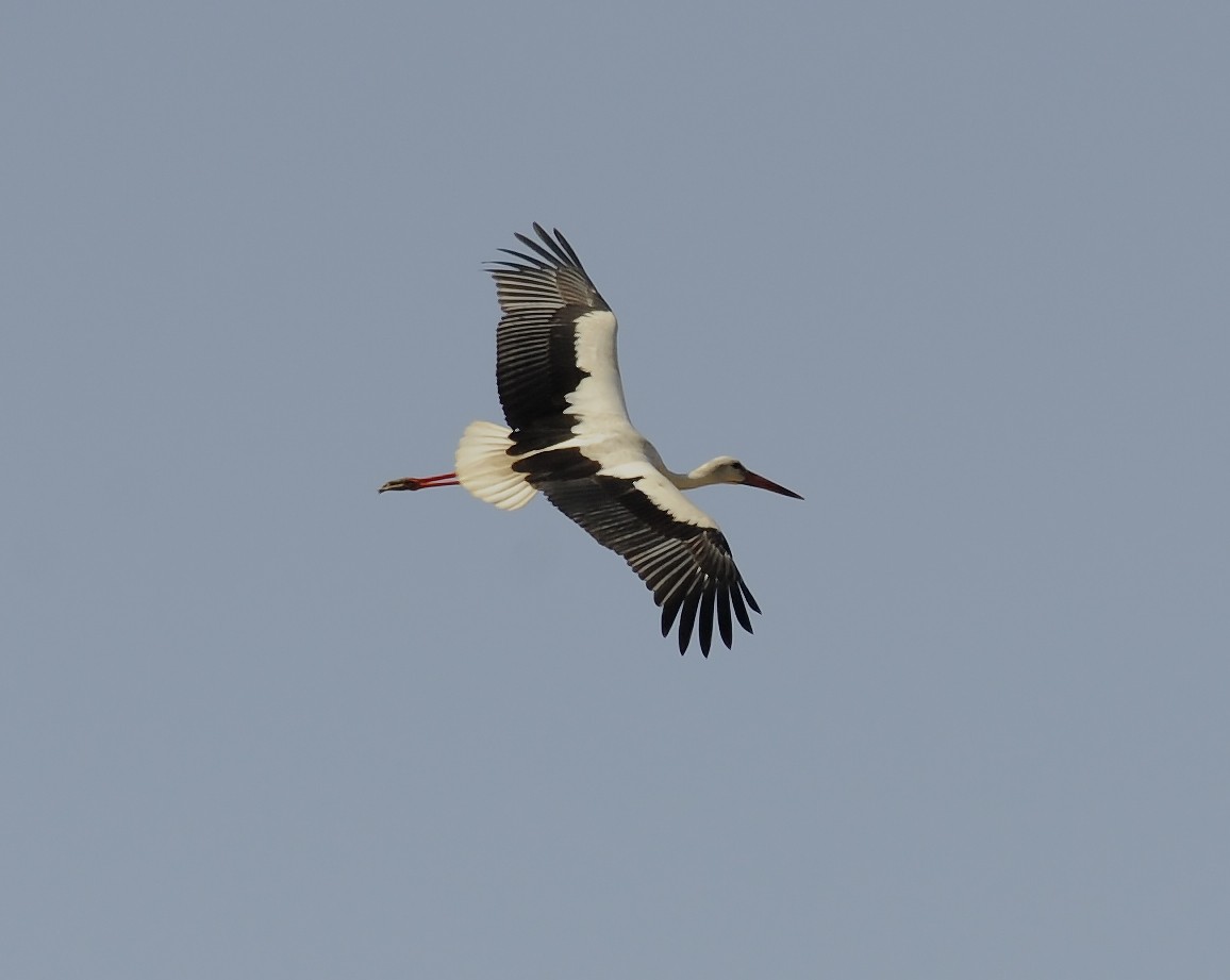 White Stork - ML611619906