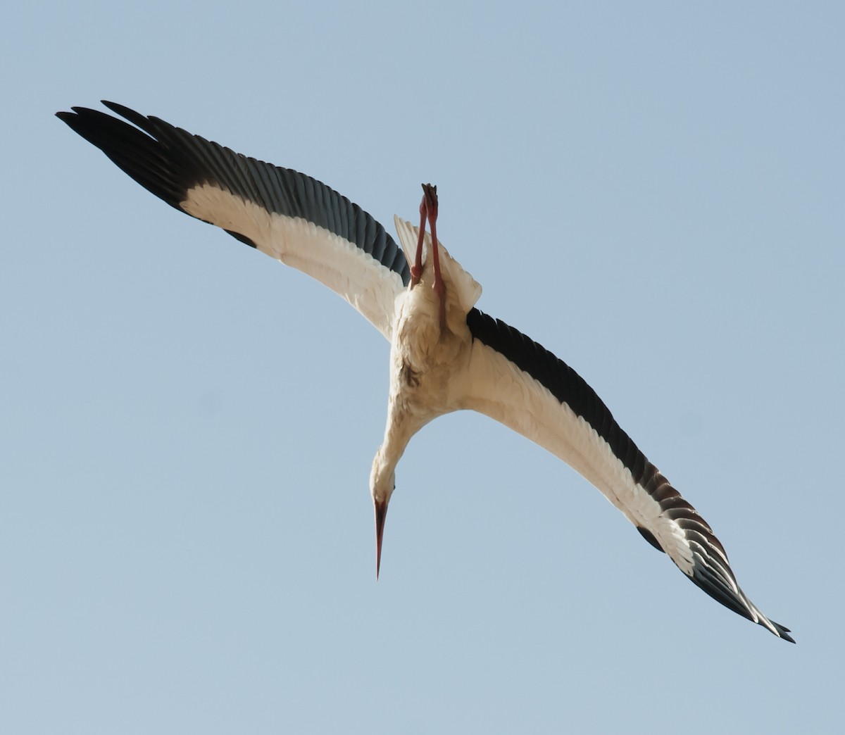 White Stork - jaysukh parekh Suman