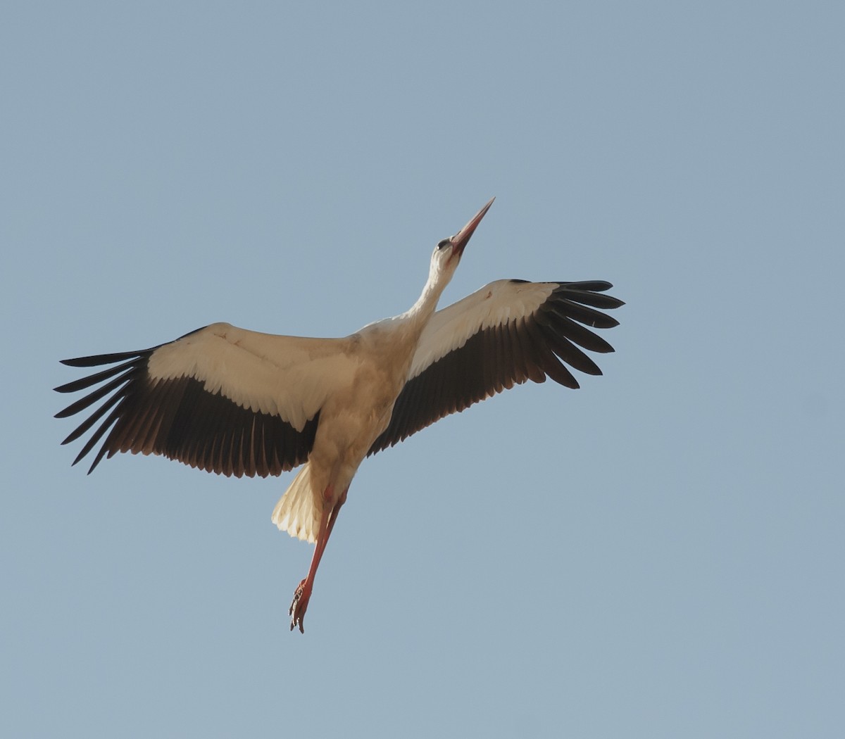 White Stork - ML611619908