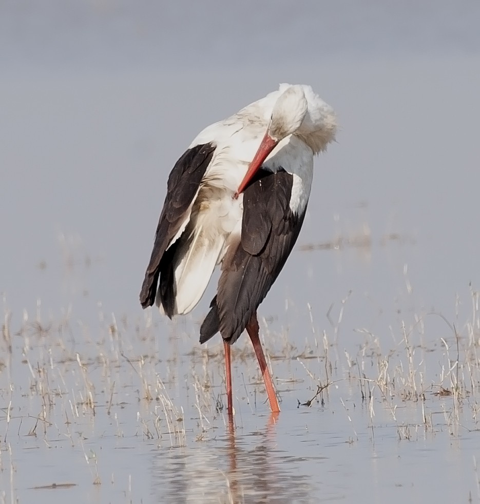 Cigogne blanche - ML611619909