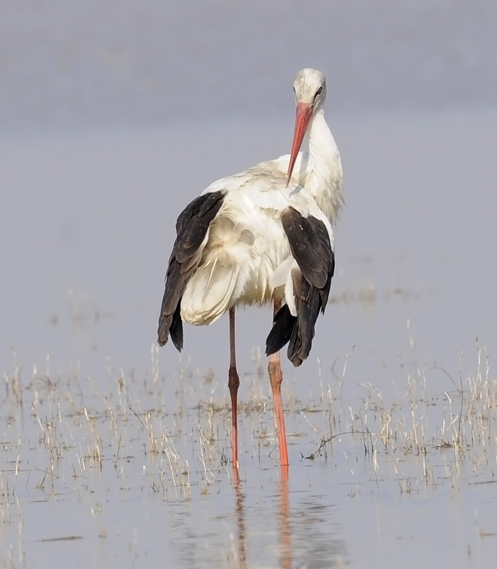 White Stork - ML611619910