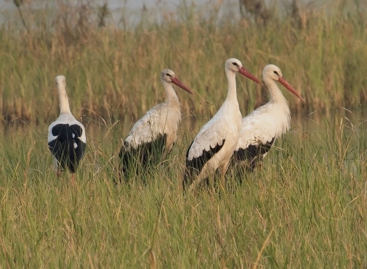 Cigogne blanche - ML611619911