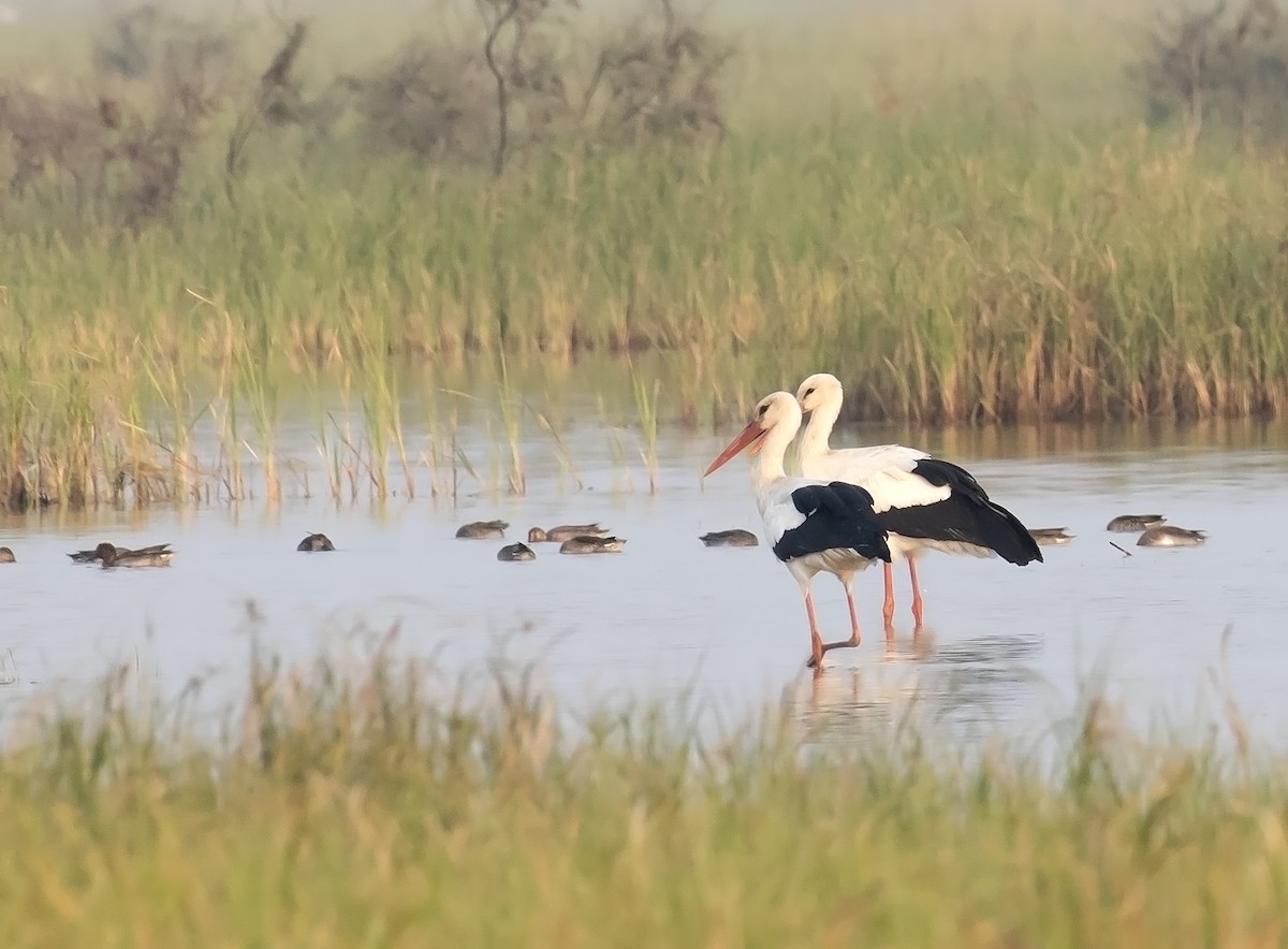 Cigogne blanche - ML611619913