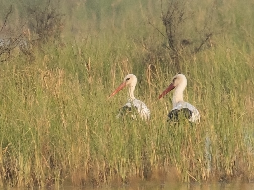 Cigogne blanche - ML611619914