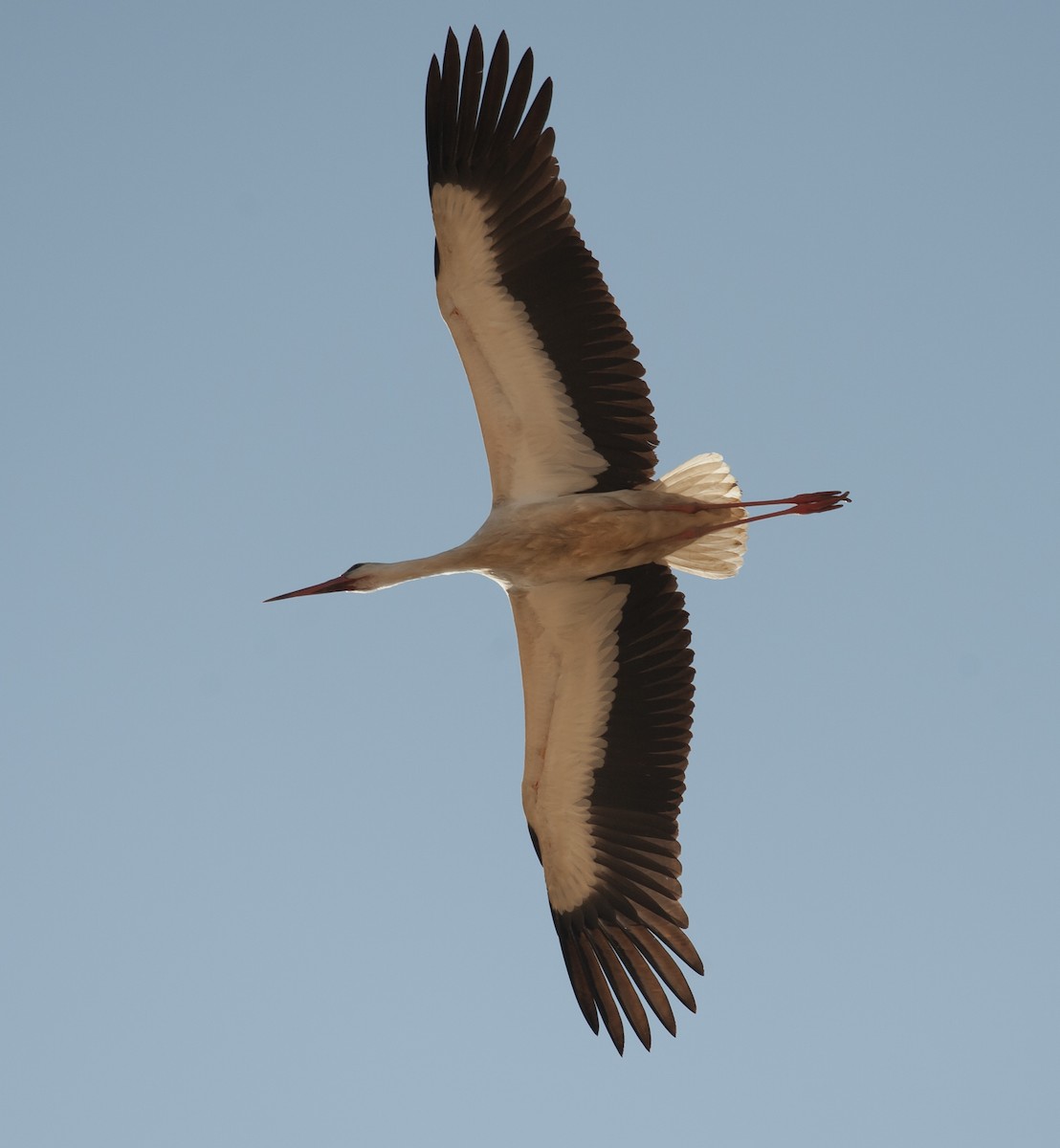 Cigogne blanche - ML611619915