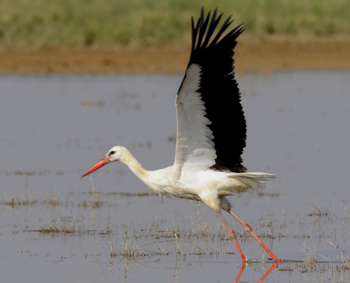 White Stork - ML611619917