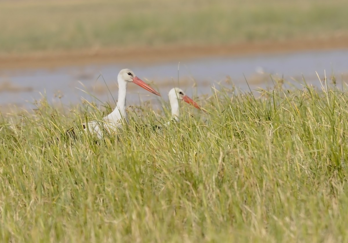 White Stork - ML611619918