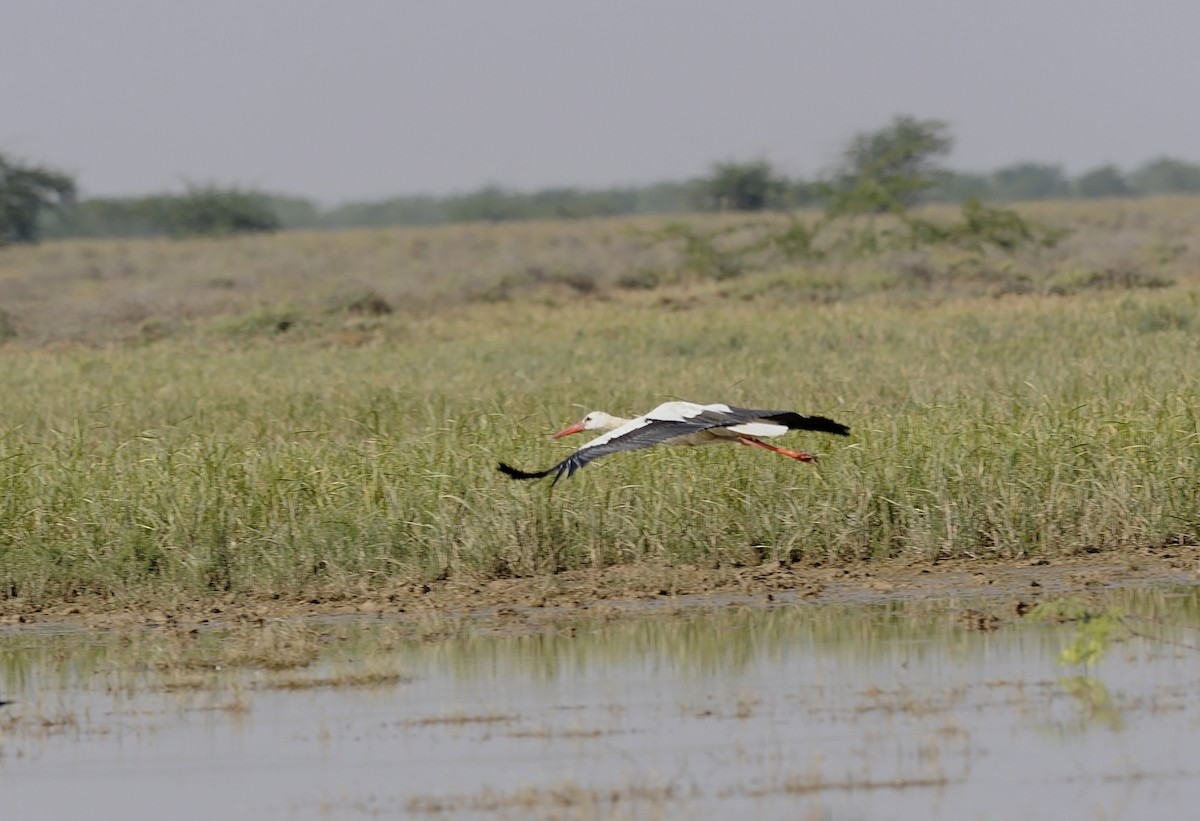 White Stork - ML611619919