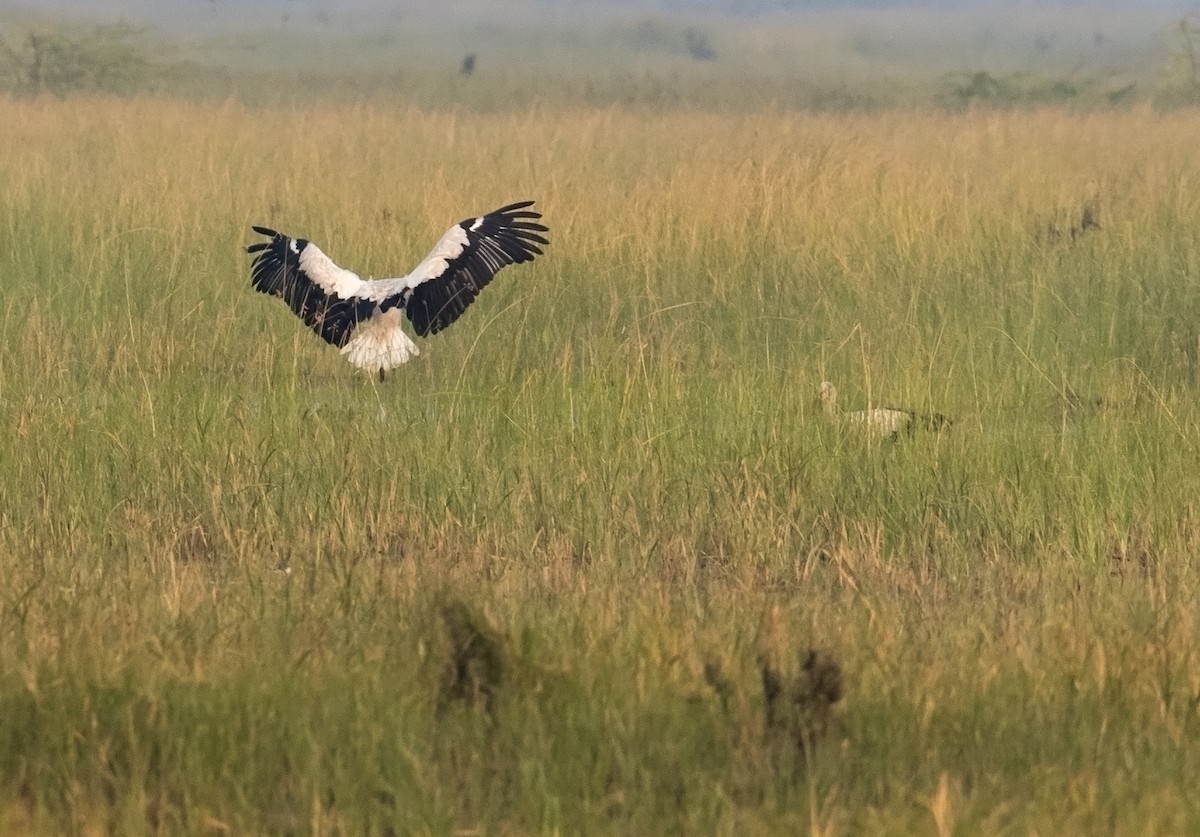 White Stork - ML611619920