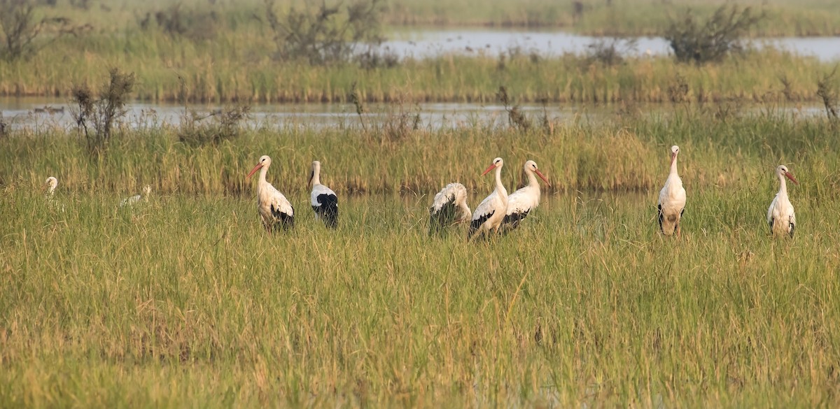 Cigogne blanche - ML611619921