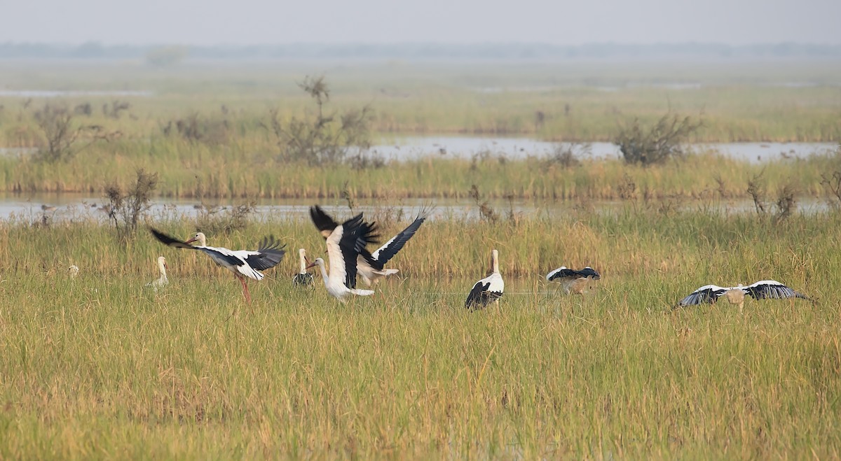 White Stork - ML611619922