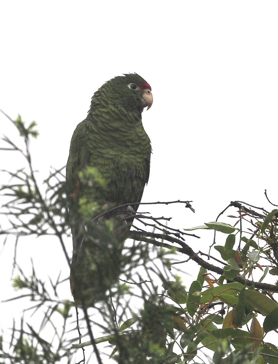 Tucuman Parrot - ML611620030