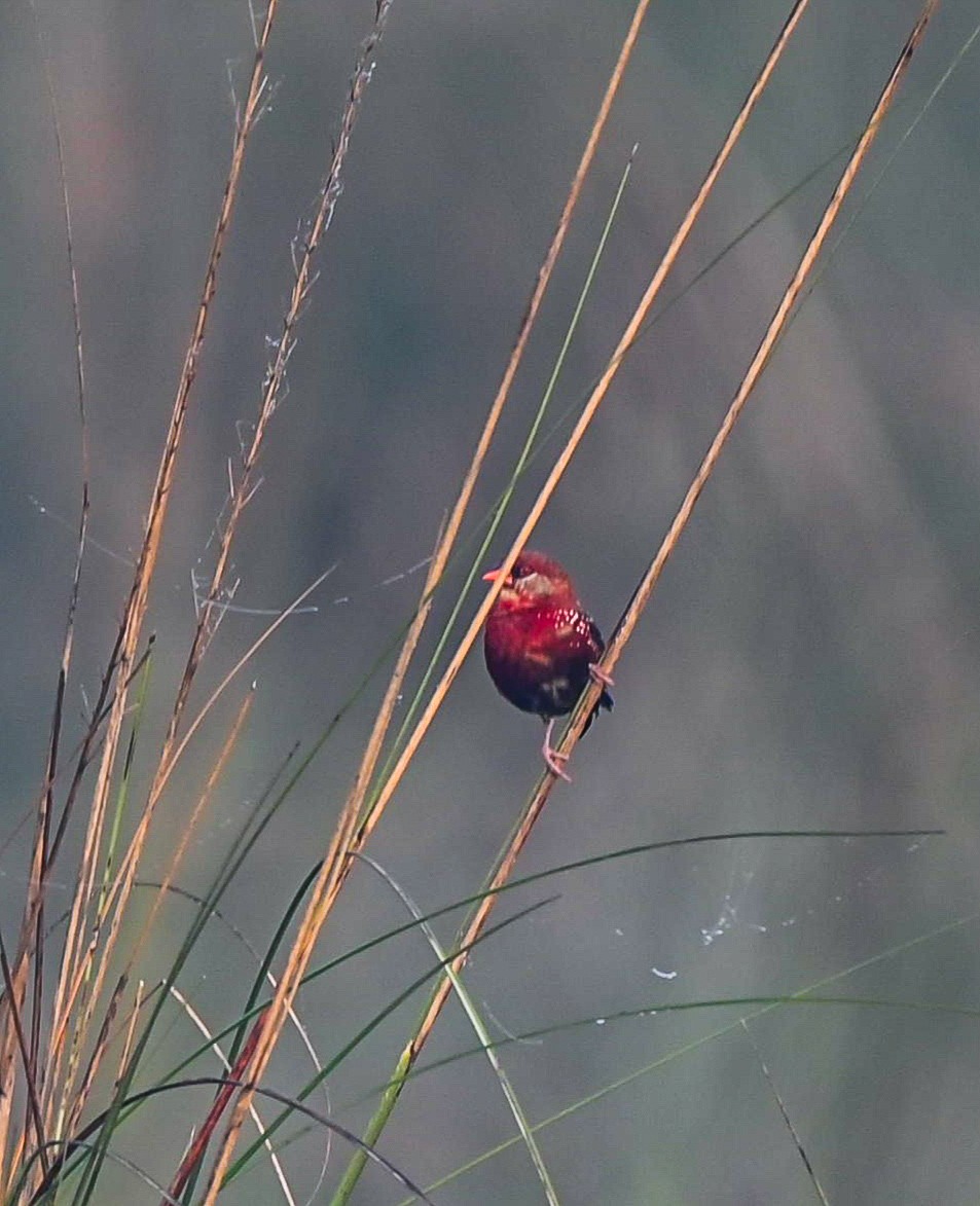 Red Avadavat - ML611620072